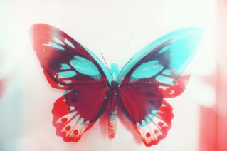 Colorful Butterfly. Double Exposure.